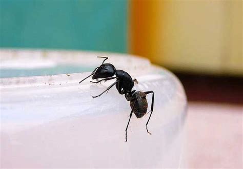 積 是什麼 家裡螞蟻